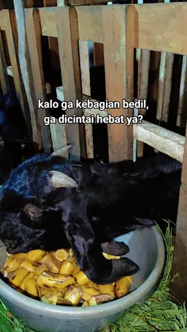 klo nggak gebagian bedil nggak dicintai hebat..!! #tiktokviral #bedil #katakata #capcut_edit #fypdongggggggg #perte #peranakanetawa #kambingkaligesing #sad 