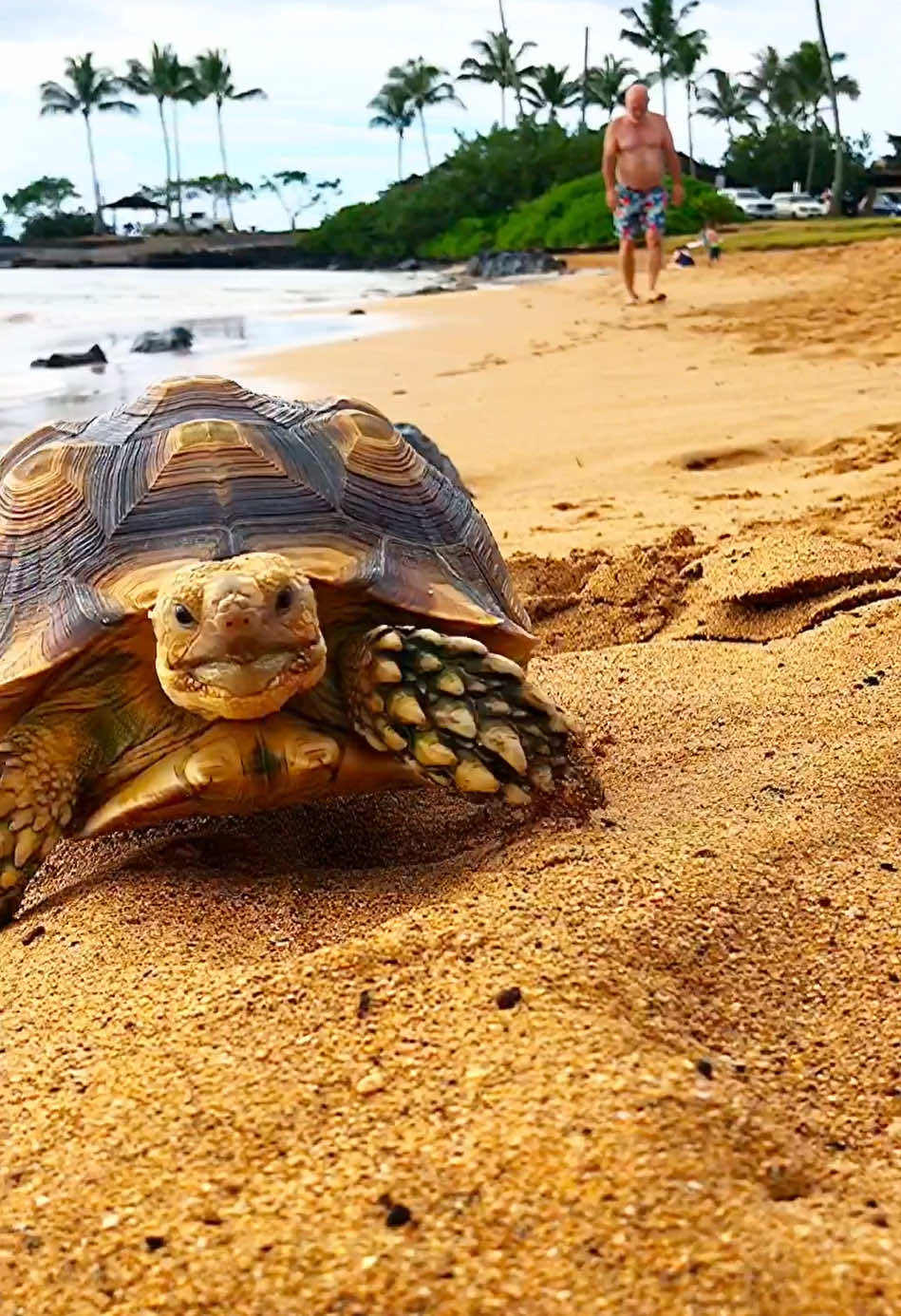 Hey ladies 👋😃 #tortoise #turtle #reptile #sulcata #sulcatatortoise #reptiles #tortoises #funnyanimals #kurakura #tortoiselife #adorable #socute #turtles #tortoiselove #pet #tortoiselover #pardalis #fun #aldabra #cutepets #funnypets #Love #pets #animals #torto #cuteness #toocute #sulcatalover #beachlife #beach 