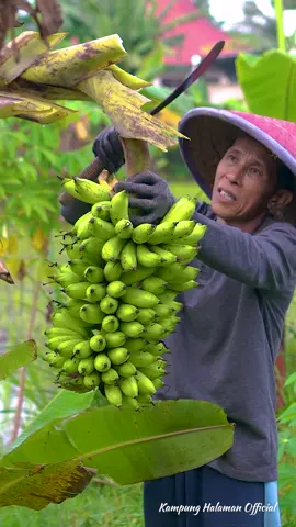 Memetik Pisang Becici di Kebun | Masak Kanzler Nugget Stick Siomay dengan Bumbu Kacang | Kampung Halaman Nugget kanzler ekstra Krispy, favorit keluarga Akung dan Uti Nikmat banget dimakan dengan bumbu kacang, Isi nuggetnya berdaging banget dan luarnya garing banget😊