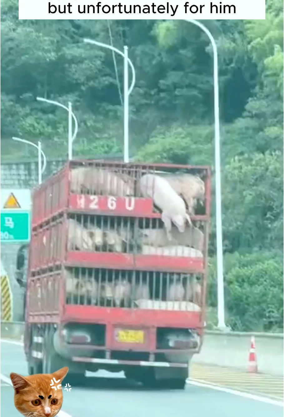 Rescue a pig on the road #animals #rescue #animalsoftiktok #rescueanimals #pig #pigsoftiktok 