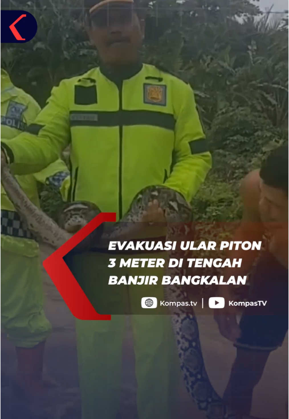 Sebuah ular piton sepanjang 3 meter dievakuasi di tengah genangan banjir di Jalan Raya Arosbaya, Bangkalan, Jawa Timur.  Sebelumnya, banjir yang melanda Arosbaya disebabkan oleh hujan deras yang mengguyur sejak Senin (20/1/2025) dan membuat sungai meluap, menggenangi jalan menuju dua kecamatan. Simak berita lainnya di kompas.tv  #VODKompasTV