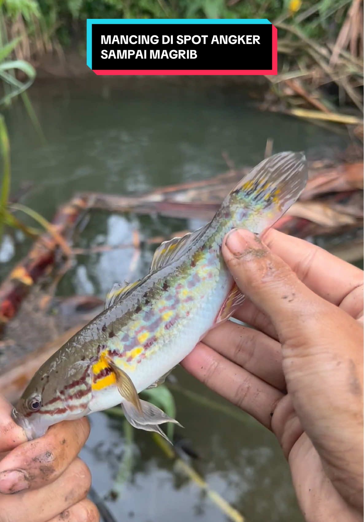 Membalas @kuru kurumancing di spot angker sampai gelap demi indukan pelangi babon🥰🥶 #indo1team #mancingliar #spotangker @Toko Pancing Moncer @Paradise Fishing Official 