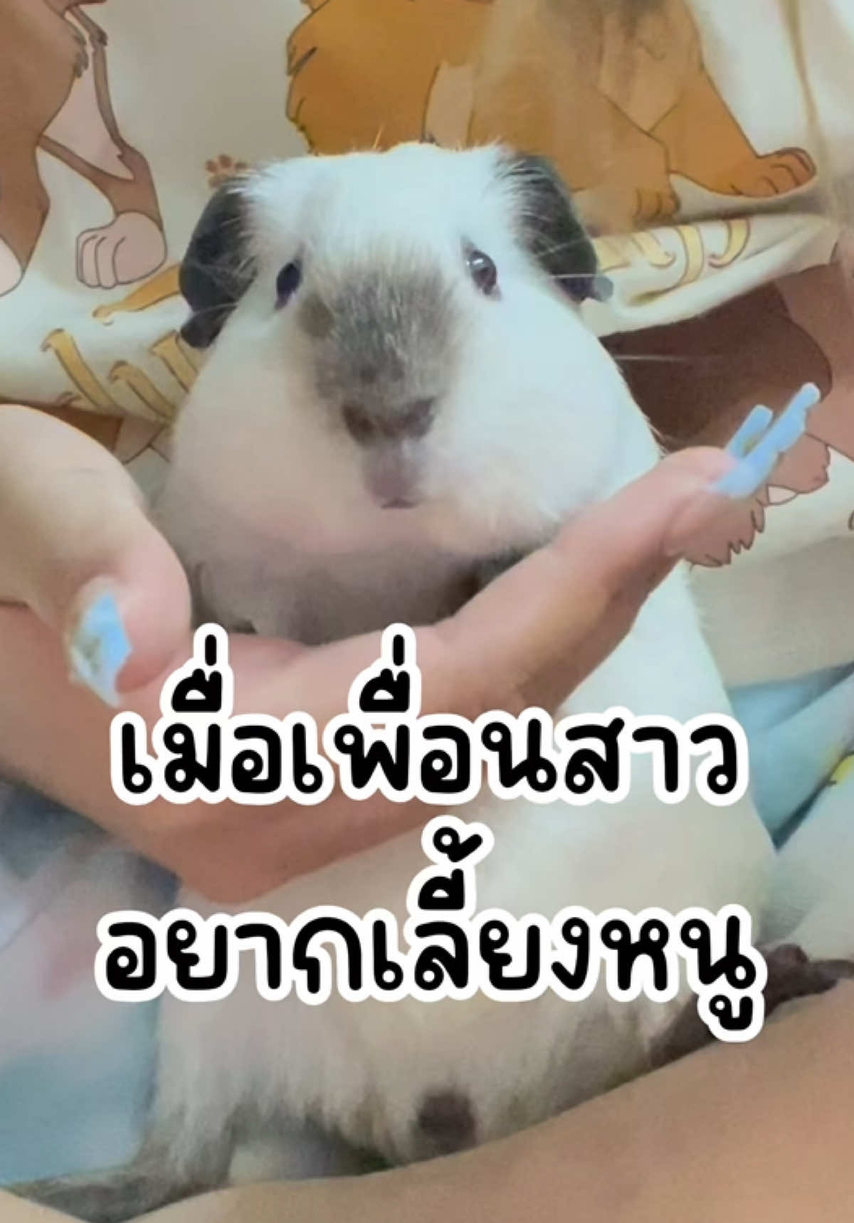 กิเลสระงับด้วยการซื้อ!!!!  #bzbizticpets #สวนสัตว์tiktok #exoticpet #สัตว์เลี้ยง #exotic #หนูแกสบี้ #หนูเควี่ #guineapig 