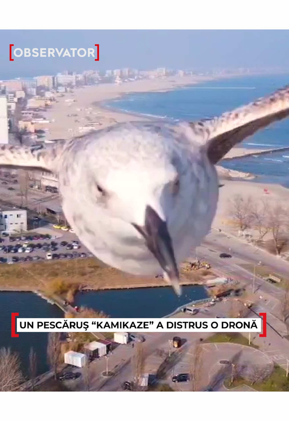 Drona echipei Observator de la Constanța, “atacată” de un pescăruș 😳 #observator #antena1 #stiri #news #fyp #romania #5pasidebine #drona #filmare #camera #constanta 