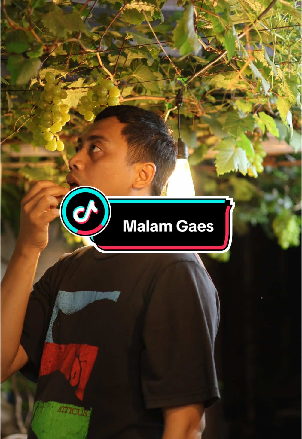 Malam gaes…. Jangn lupa Bahagia…. Mari tanam anggur dan nikmati petik buah anggur di halaman rumah sendiri Ansharri Grape Sepecial : - Pembibitan - Edukasi - Konsultasi Seputar Cara Perawatan Anggur… Menerima Jasa Pembuatan GreenHouse & Jasa Perawatan Pohon… #videoti#videotiktok##virale#fypanggur