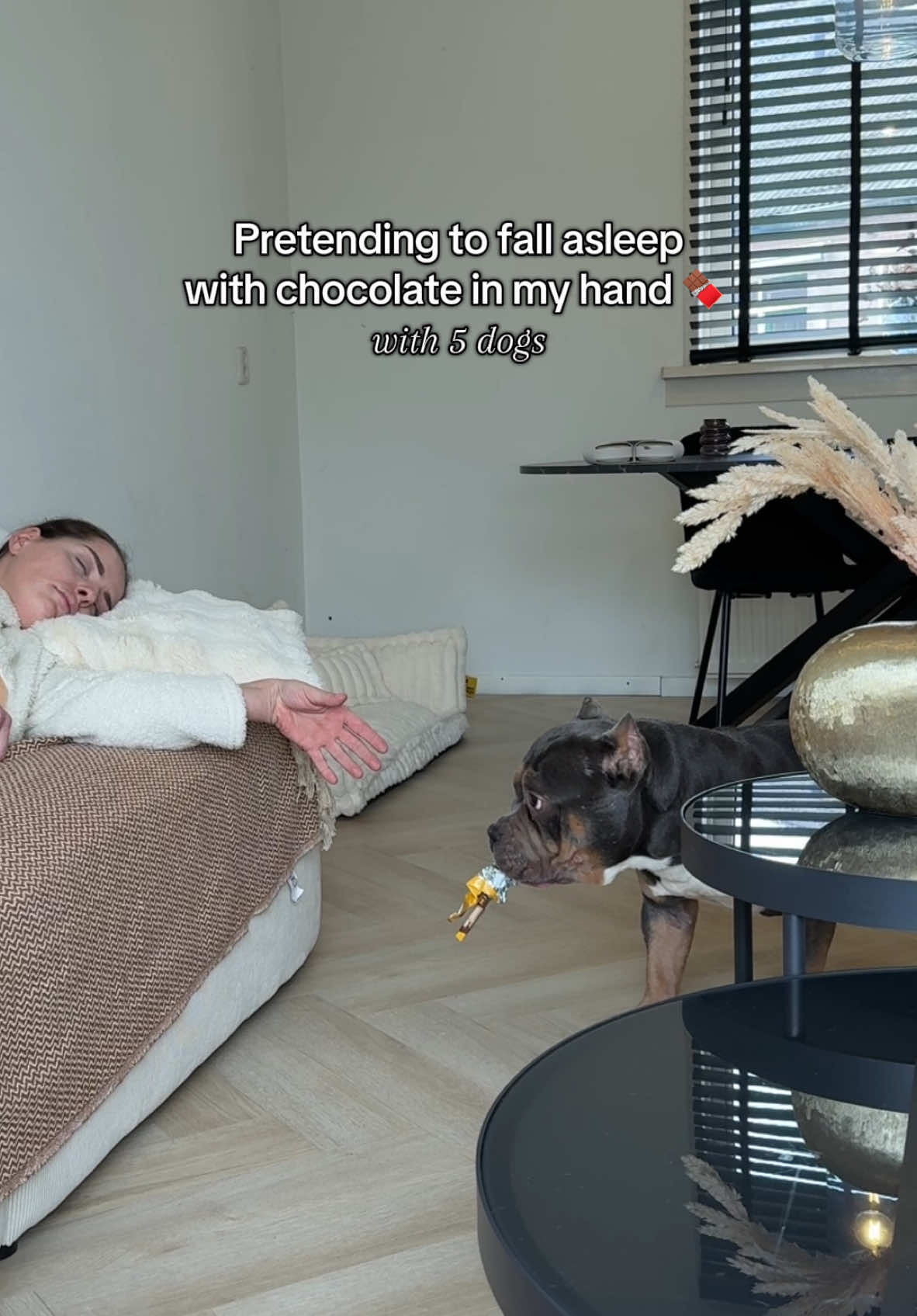 He felt guilty at the end 😂❤️ and this is DOG CHOCOLATE made from salmon and chicken so 100% safe #fyp #foryou #foryoupage #vj #voorjoupagina #marenenraffie #marenraffieodincupcake #bundleofbullies @Notzohot 