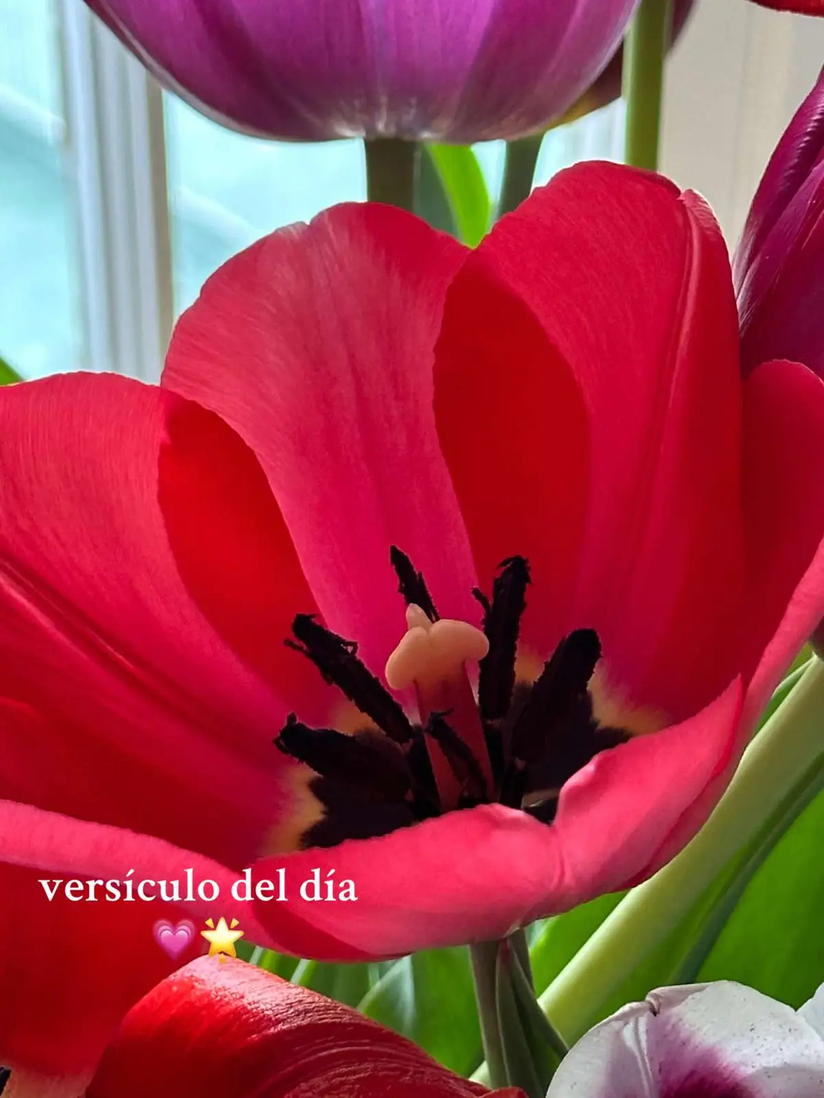 #bible #biblestudy #bibleverse #verseoftheday #versiculosbiblicos #godisgood #godlovesyou #jesuslovesyou #jesuschrist #diosesbueno #diosesamor #godsplan #blessed #worship #worshipmusic #alabanza #averlymorillo #christian #christiangirl #fyp #fypシ #paratii #viralvideo 