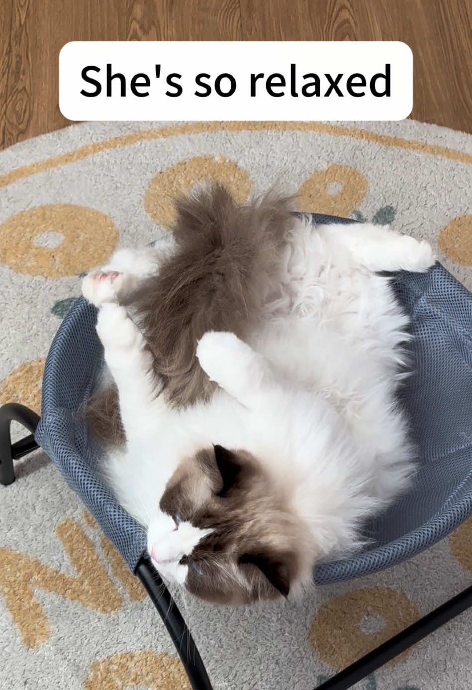 This posture hhhhhh #kitty #cutcat #catlover #catsvideo #ragdoll #catlife #petsupplies #catbed #catsoftiktok 