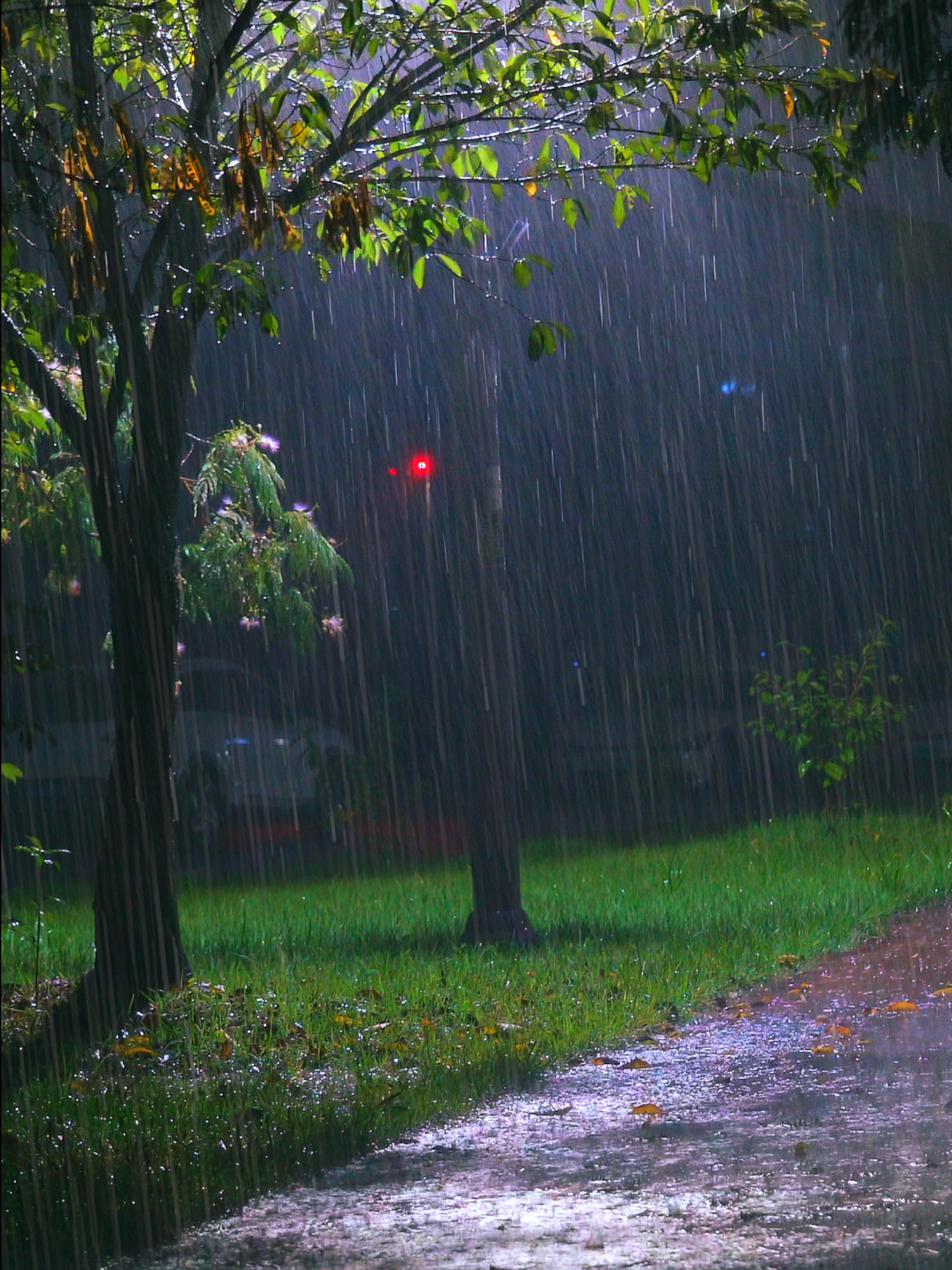 Echoing Thunder & Heavy Rain Sounds for Sleeping - Overcome Insomnia to Sleep Instantly #ASMR #rainsounds #relax #relaxingvideos #sleeping #thunder #tiktok #rain #nature #aesthetic #rainday #calm#10minutes