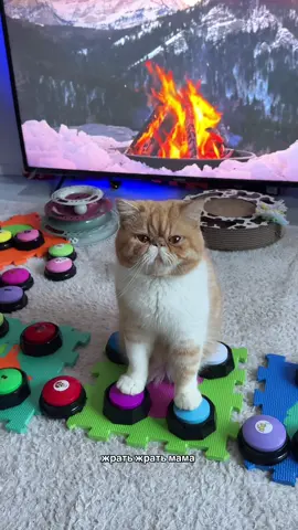 #харитон #cat #talkingbuttons #straykids #funnycat #catsoftiktok #straykidsstay #catplay #дрессировкакота #reactioncat #reaction #talkingcat #cat #говорящийкот 