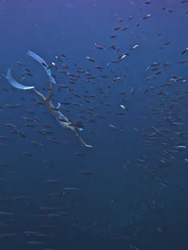 Dive with sardines #fyp #fundive #mermaid #moalboalcebu 