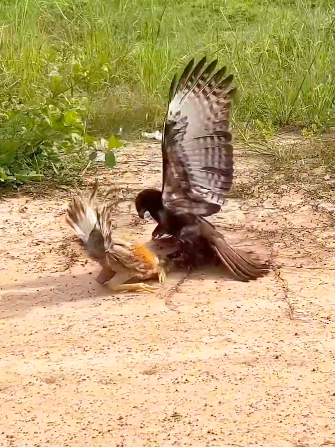 #hawk #chicken #birdsofprey #animals #animalsoftiktok #tiktokanimals #animalworld #animalplanet #animal #animallife #tanimaltiktok #predator #prey 