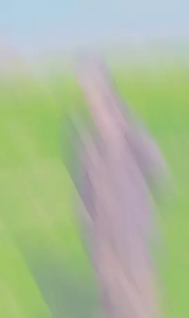 #CapCut 