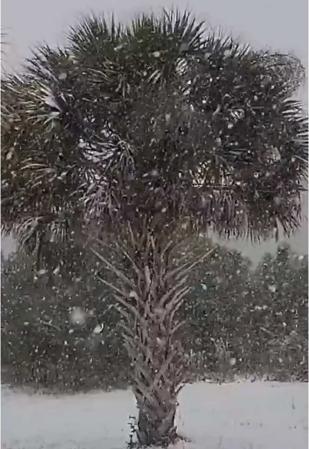 WILD ❄️🌴 It snowed this week … in Florida?! Video shows flurries blanketing Pensacola Beach