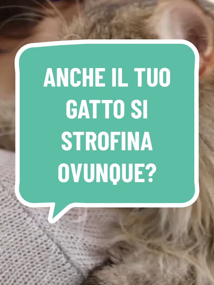 Anche il tuo gatto si strofina ovunque? perché? #curiosita #gatto #mici #gattini #gattiditiktok 