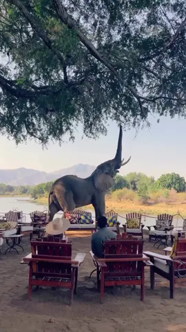 📍Zambia🇿🇲.  🎥: Zambiangroundhandlers