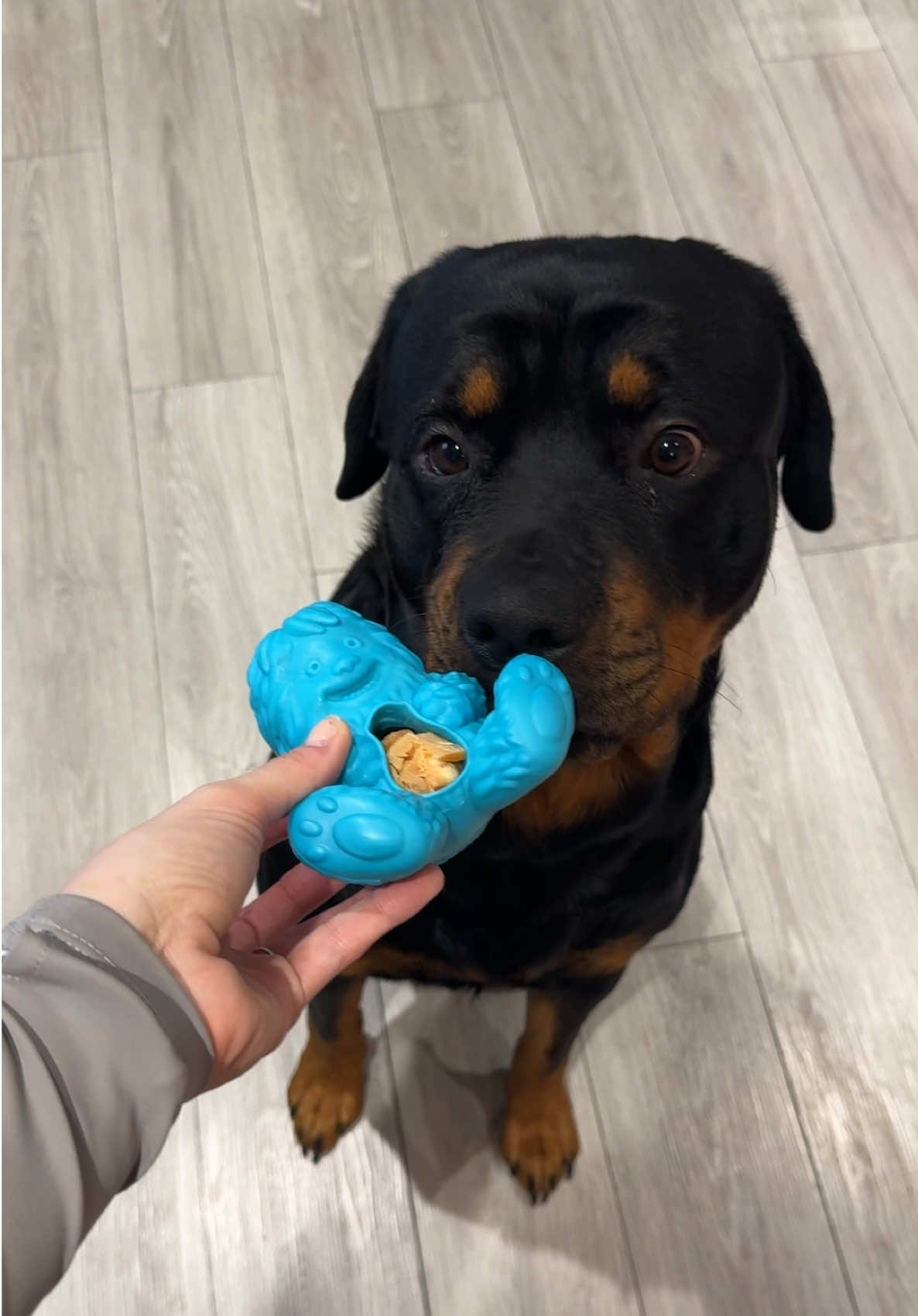 Keeping him busy and off my slippers 😂 #dog #dogs #doggy #pets #toys #dogtok 