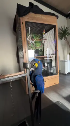 Ronnie Radke swinging Daisy around the house is what I just needed to see this morning 😍 ❤️❤️❤️❤️❤️ @ronnieradke  #ronnieradke #fallinginreverse 