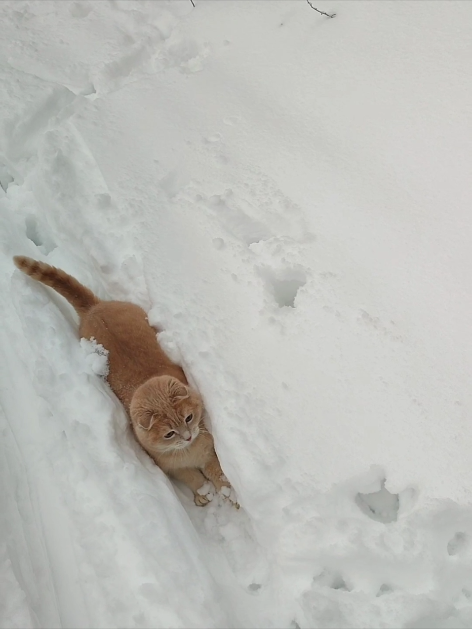 видос с зимы прошлого года #snow #2024 #видео #cat #рек #вайб #котек 