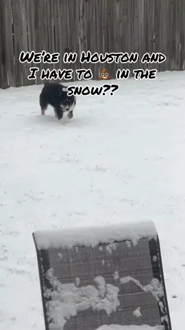 #houstonsnow #snowday #houston #dogsoftiktok  He wasn’t ready 😂