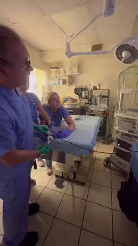 Please send your prayers and healing energies for “Shrimp”. ❤️‍🩹🐢 Shrimp is one of the juvenile Kemp’s Ridley sea turtles that transferred from New England back in December. ❄️ Yesterday, Shrimp received a lung wash with Dr. Terry Norton.  Shrimp was cold-stunned and is now being treated for severe fungal pneumonia and osteomyelitis. Samples from his lung wash were sent for sensitivity cultures and cytology to help our medical team target treatment for Shrimp. 🚑 #kempsridleyseaturtle #kempsridley #kempsridleyturtle #rescuerehabrelease #seaturtlerescue #turtle #turtlehospital #marathonturtlehospital #theturtlehospital #sea #seaturtle #seaturtles #science #nature #ocean #beach #seaturtlehospital #seaturtlerehab #wildlife #animals #fyp #seaturtlelove #savetheturtles #STEM #floridakeys #education #patient #connectandprotect #compassioniscontagious #ConSantanderConecto 