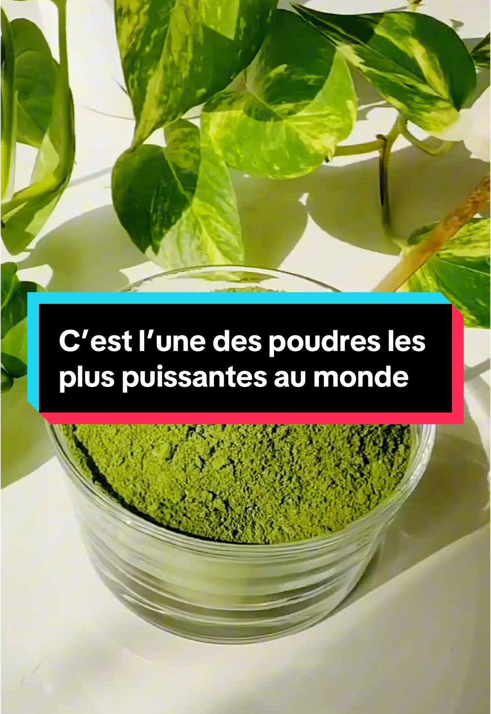 💥 Lien dans la bio 💥 Découvre le secret des athlètes et des fans de santé : la poudre de Moringa, un superaliment 100% naturel ! 🌿 Une récupération rapide après l’effort, une énergie explosive, une peau éclatante et des bienfaits nutritionnels incomparables. ✔️ 92 nutriments essentiels ✔️ 20 acides aminés ✔️ 46 antioxydants ✔️ 36 anti-inflammatoires Tu veux un boost naturel et efficace ? Le Moringa est LA solution. 🎯 Clique sur le lien dans ma bio pour le tester dès maintenant ! 💚 @Vida Moringa  #moringa #conseilsanté #alimentationsaine #complementalimentaire 