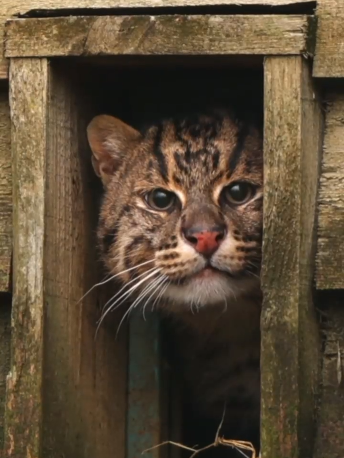 Meet Boson, the Fishing Cat! 🐾 He came to us from The Cat Survival Trust, where he was at risk of euthanasia. But thanks to our incredible teams, he’s now safe, under expert care and has been given a second chance at life and a forever home at our sanctuary in Kent. 🙏 Now, Boson is settling in brilliantly, and we couldn’t be happier to have Fishing Cats back as part of our family. 🩶 By becoming a member via the link in bio, your support makes rescues like Boson’s possible. ✨ #rescue #fishingcat #thebigcatsanctuary #cattok