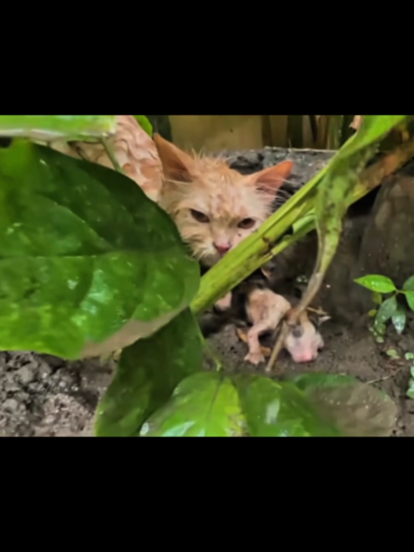 Une maman chat essaie de garder ses chatons au sec.  #rescue #cat #rescuecat #for #haven #catlover #catcut #catsoftiktok #help #helpcats #helpanimals #for #sauvetage #chat #salvataggio #rescate #hand #rettung #perros #perro #câine #cane #kittens #kitten #salvare #gatto #gato #gatos #gata #katze #māo #gatostiktok #rescue #cats #titchouk #rescueanimals #rescuekitten #straycat #gatostiktok #kittensoftiktok #rescue 