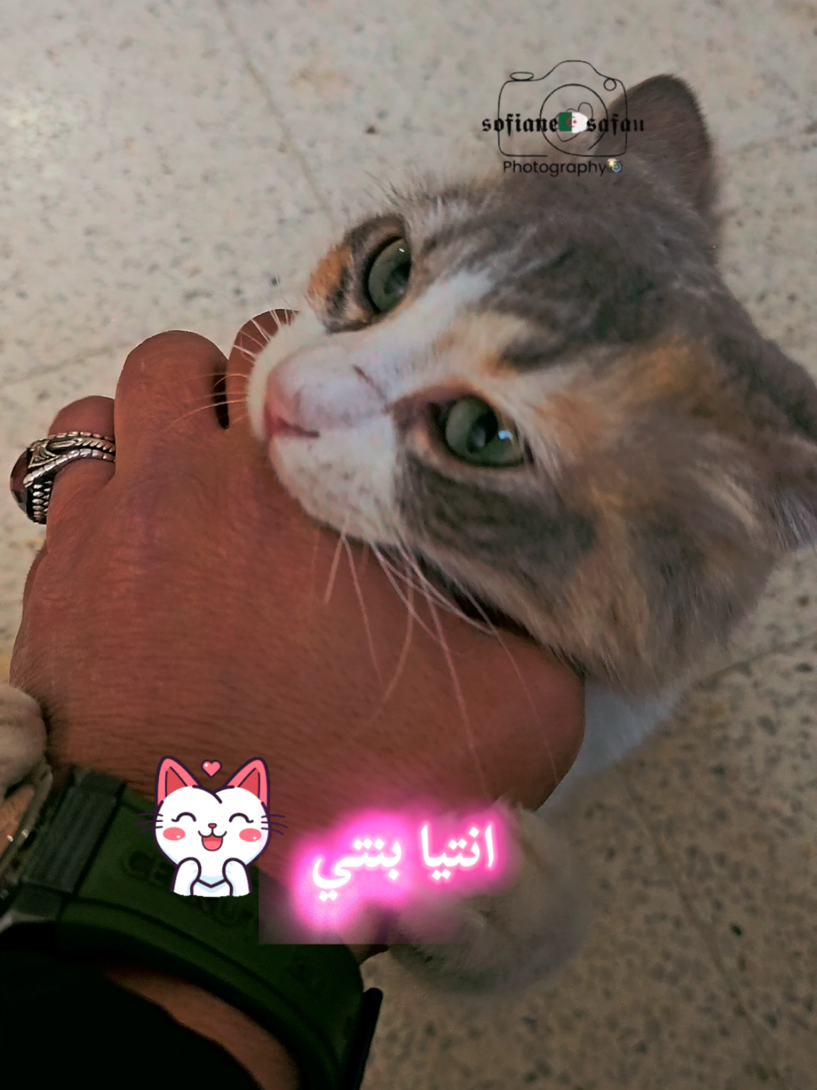 ❤️😍😻 انت بنتي عشقتها انت  #قط #قطة #قطة_الترند #قطتي  #cat #cutestcat #catfunny #catchallenge #catplaying #lovecat #catcut #mycat #cattiktok #sofianesafan @Rédoviçh Piratage  🔱🎶 