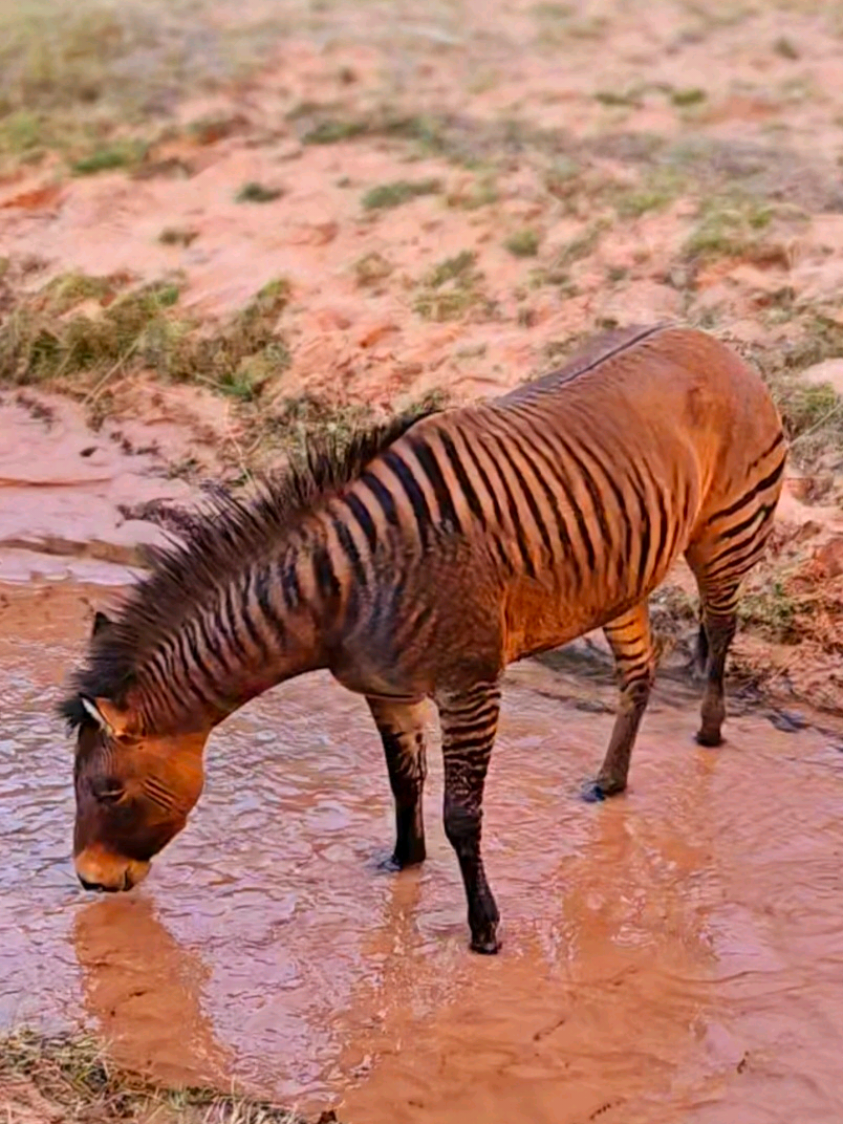 Zorse gets a quick water break #horsesoftiktok #zorse #zebra #horses #horse #stripes 