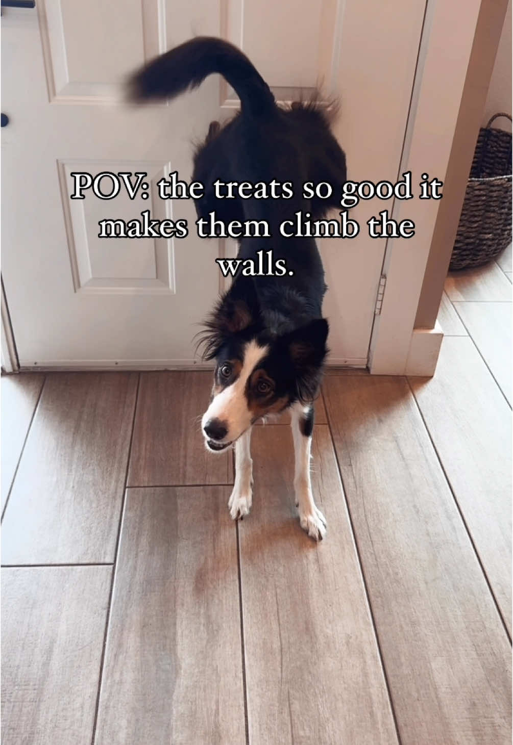 The treats so good she climbs the walls!! #pov #dogmom #bordercollie #tricks #dogtreats #dogtricks #agility #amazonfinds #dogfood #petfinds 