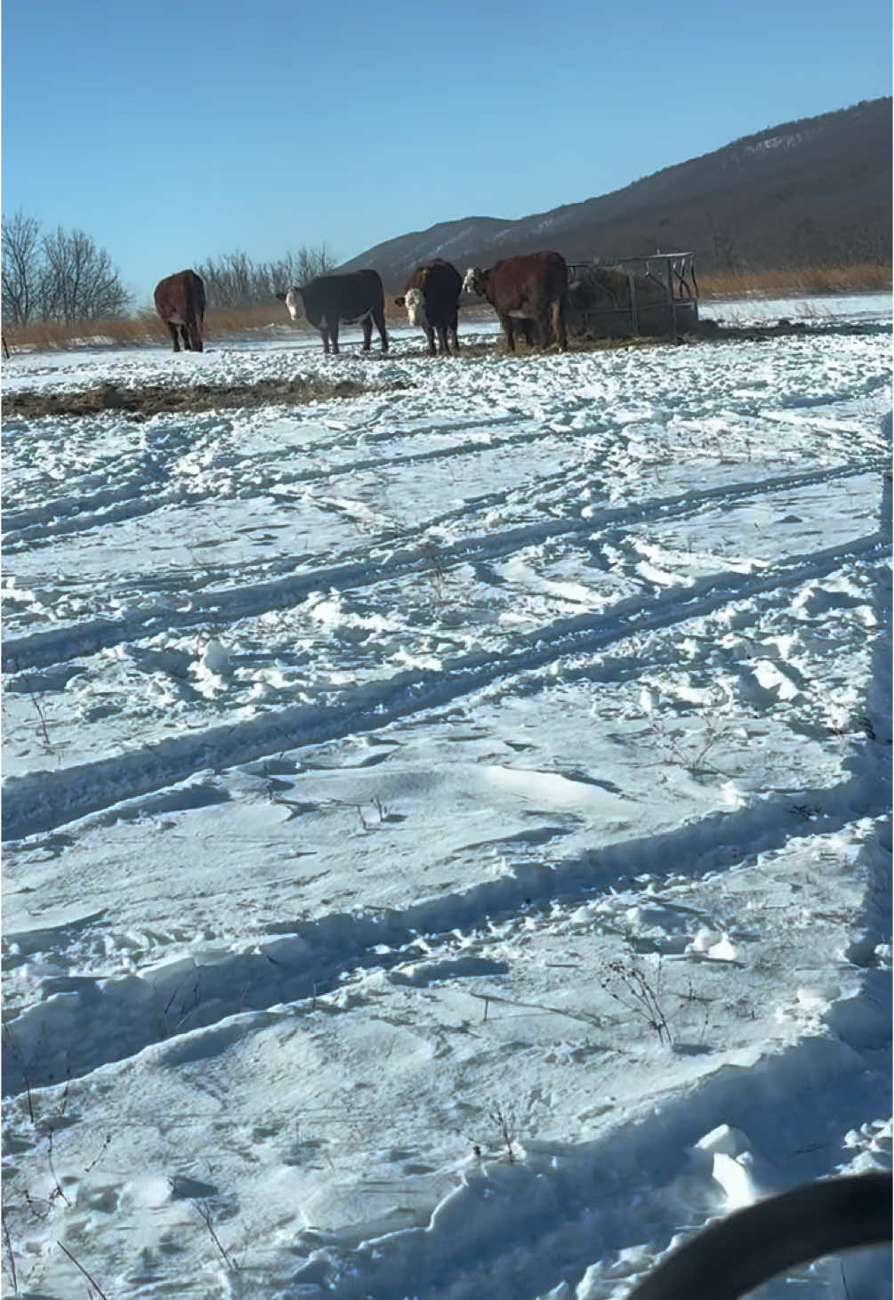 Stay til the end to see the view ❄️🏔️ #cattle #farmlife #farmchores #farmtok #homesteadtoktok #homestead #mominfluencer 