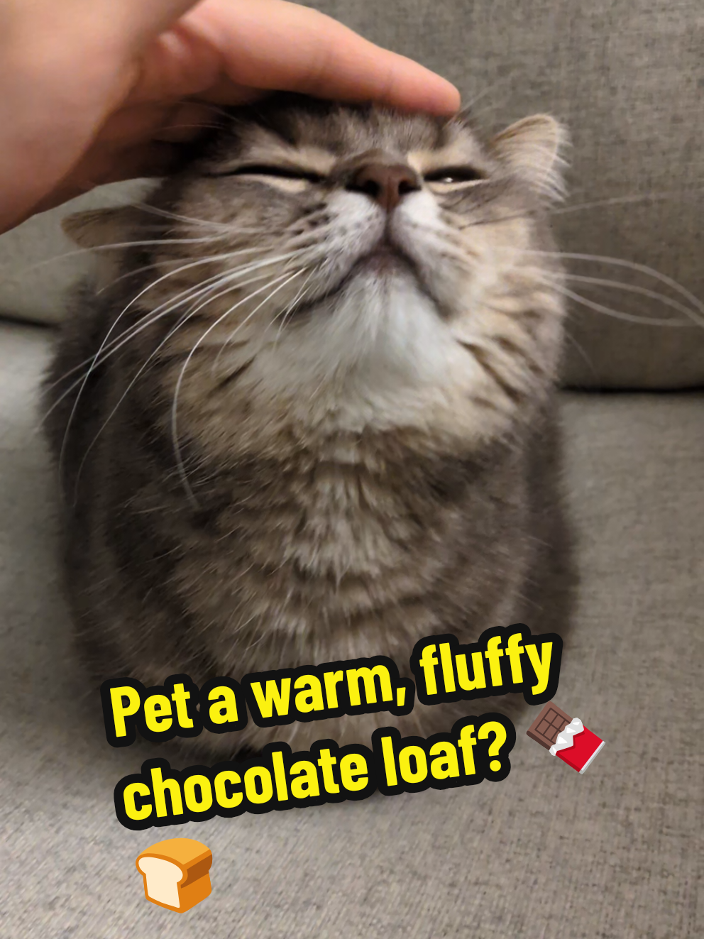 Petting a warm fluffy chocolate loaf🍞😺 #cat #cute #catsoftiktok