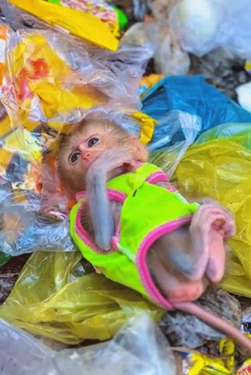 Rescue the poor baby monkey #monkey #monkeys #monkeydluffy #babymonkey #cute #cutemonkey #wildlife #monkeyface #usa #wildanimals #animals #pet #foryou #cuteanimals #poor #monkeybaby #monkeylover #babyanimals #adorable #viral 