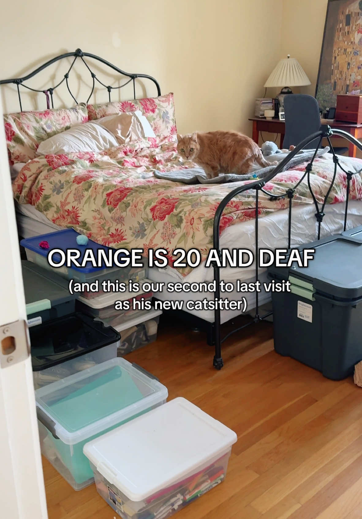 Orange the cat is 20 years old and deaf and im his new catsitter. He's also very angry at me, but slowly but surely coming around. If you're new here, you can catch up on our journey through days 1-10 in the Orange playlist. Today Orange had bright soft eyes and seemed excited to see me! I stopped half way down the hallway, but you’ll see how that went 🙃 Just one more day with Orange as it's a 12 day adventure! What a beautiful journey it’s been, he’s come so so far 🥹  #screamingcat #catmeowing #catscreaming #catsitter #orangecats #viralcat 