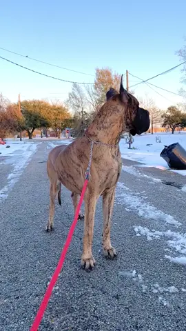 European power 💪🏻 Great Dane TROOPER my big boy #greatdane #greatdanesoftiktok #greatdanesofinstagram #GREATDANES #