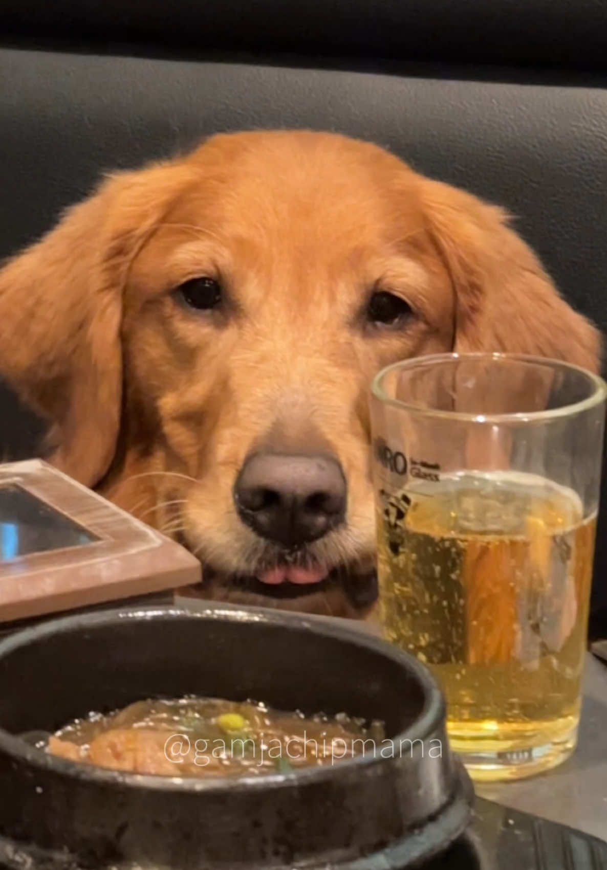 12/10 going back again  #dogfriendlyrestaurantsLA#dogfriendlyrestaurant #dogfriendly#dogmom#dogvlog#petlife#doglife#goldenretrievers@Hanu.Kbbq.LA