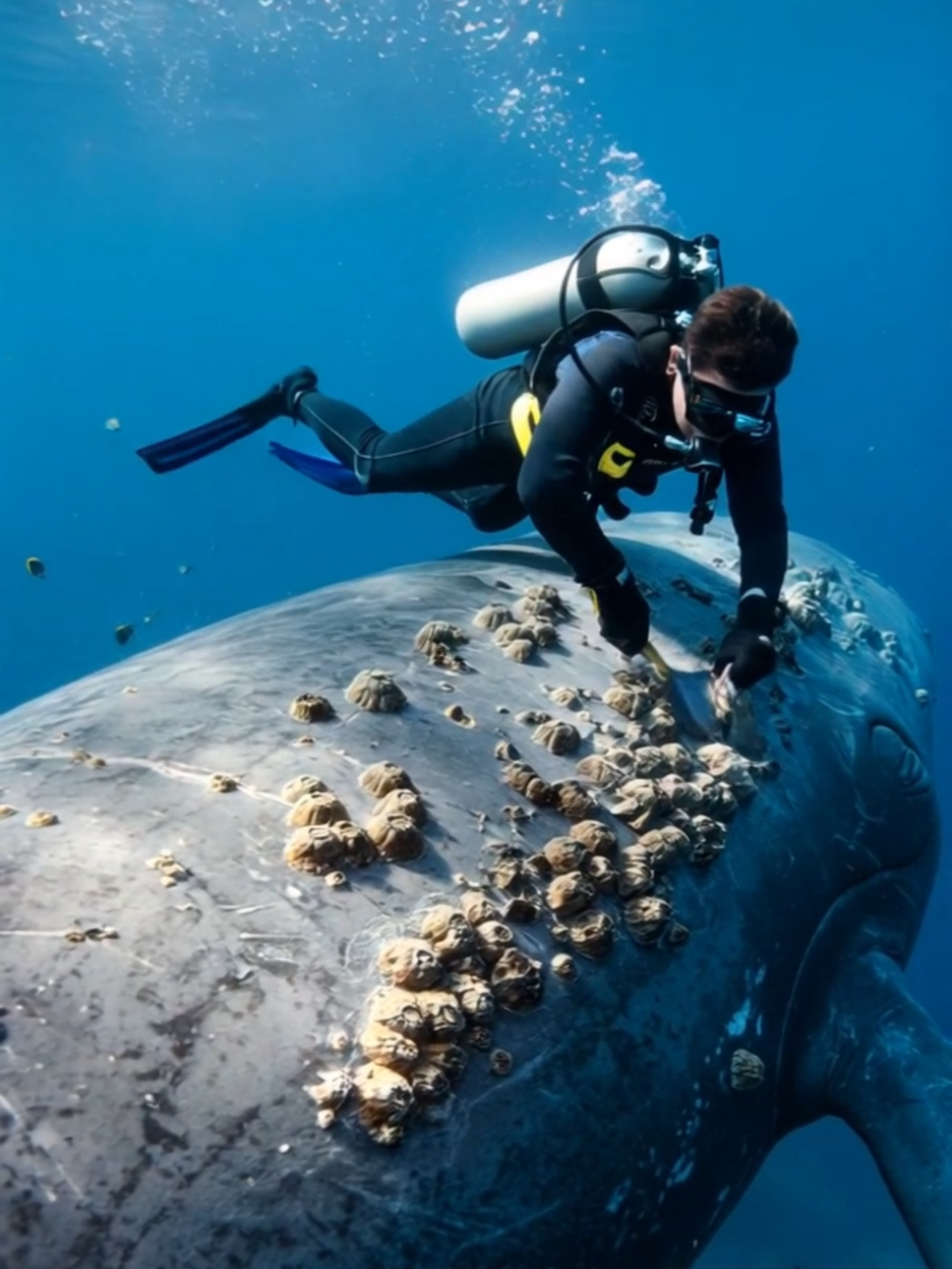 🐋 Ocean Guardian! Diver Cleaning Barnacles Off a Whale’s Back 🌊#aigenerated #whale #BarnacleCleaning #fyp #barnacles #DiverLife