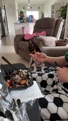 I got lunch at bravo arroz con pernil and the babies watch #munchies #puertorico🇵🇷 #foryoupage #chihuahua 