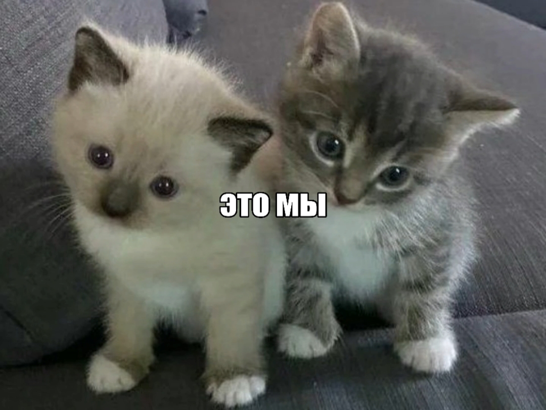 песня:mirele-скинь котиков #mirele#eilyxx#musica#мило#рек#2025#щп#???#cats#cat