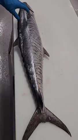 #narrowbarredspanishmackerel #spanishmackerel #mackerel #fishmonger #realfishmongersofinsta #foryoupage #foryou #fyp #filleting #fishprocessing #seafood 