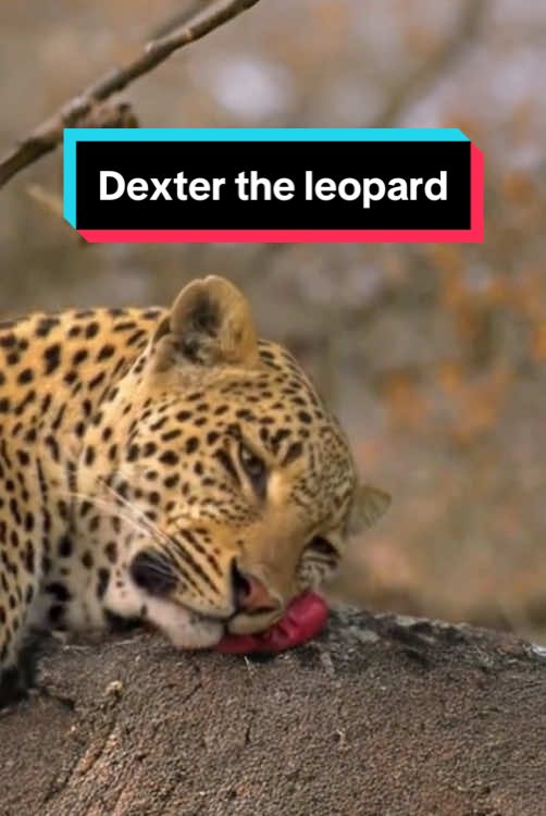 Texter the leopard 💀🙏🏻 #animals #wildlife #wildanimals 