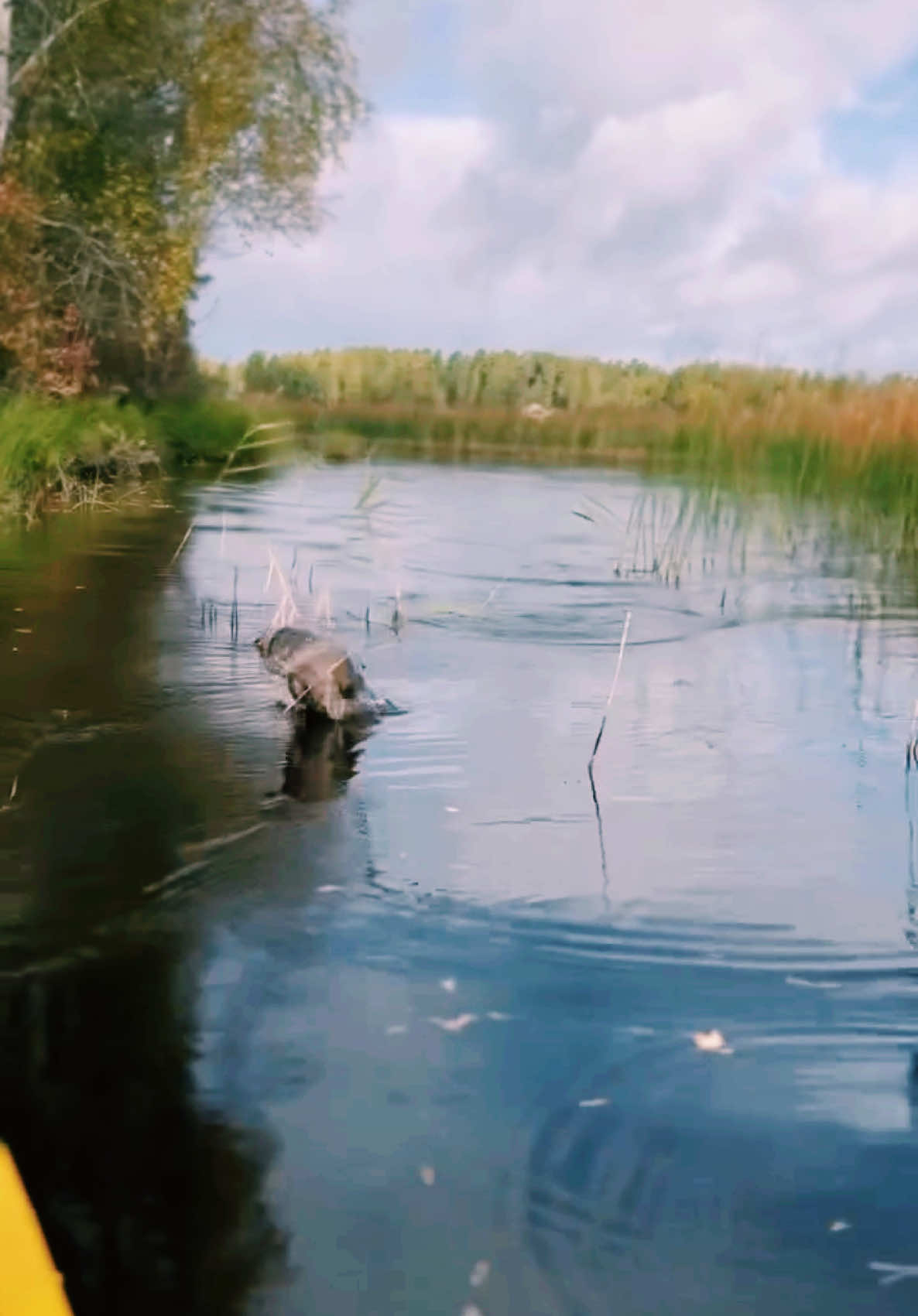 #foryourpage #fyp #otter #TikTokNature #morningmotivation #playful #CuteAnimals #relaxing #wildanimals #RescueStories #