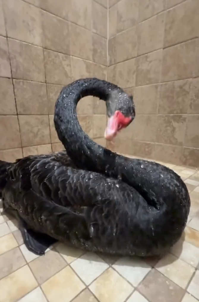 Sidney🦢 used up all the hot water 😨 #blackswan 