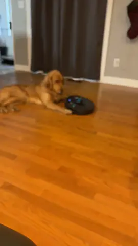 Dog was not amused when the robots took his job. Best dog vacuum cleaner you ever saw! 🐶🤖 #Dogs #Animals  Credit: @jessicaporterlee #Animal #Dog #PetsOfTikTok #Dogsoftiktok #Roomba #Robot #Funny