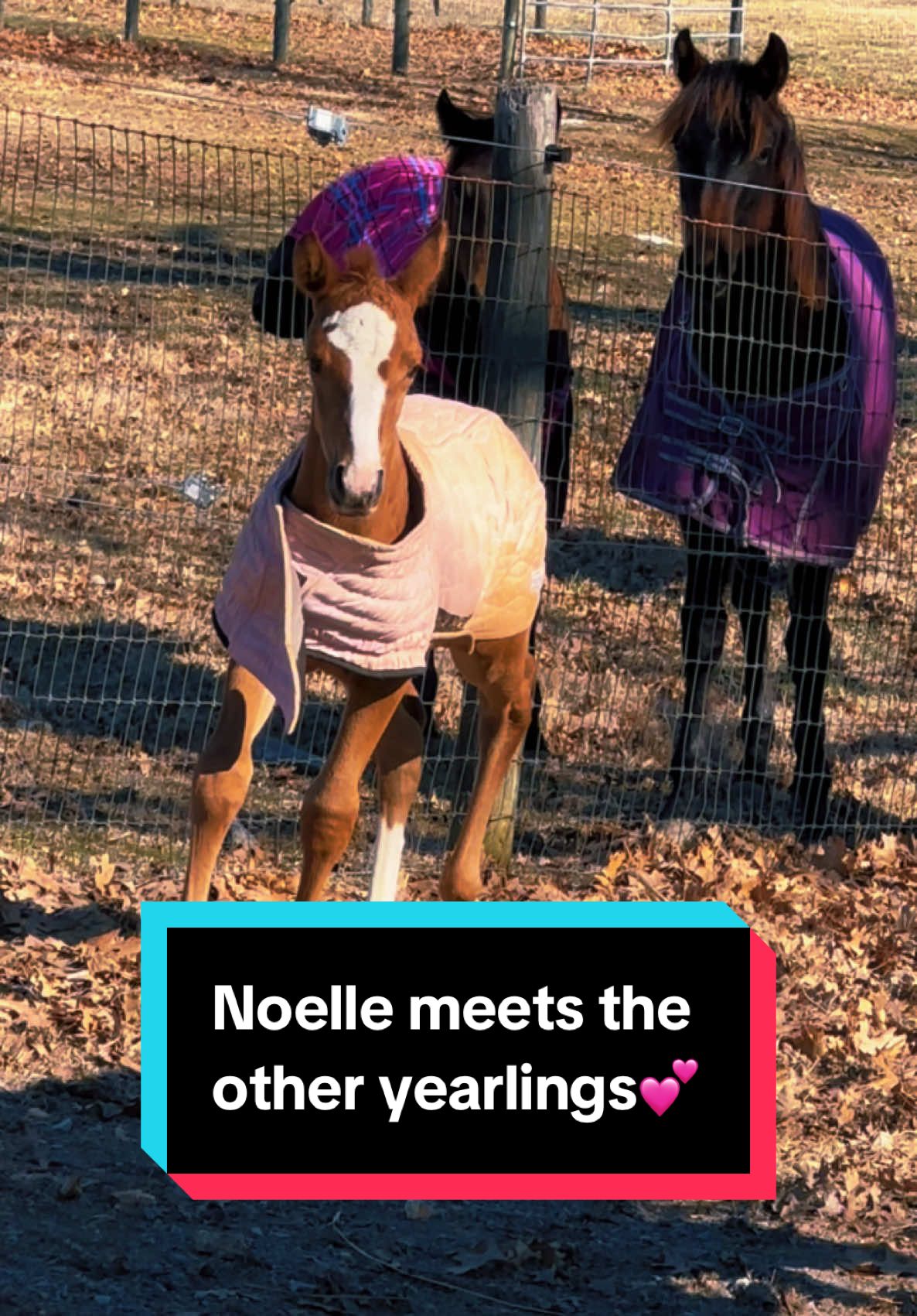 Noelle meets the other yearlings💕🐴🤣 #yearling #foal #babyhorse #foalsof2025 #foalsoftiktok 