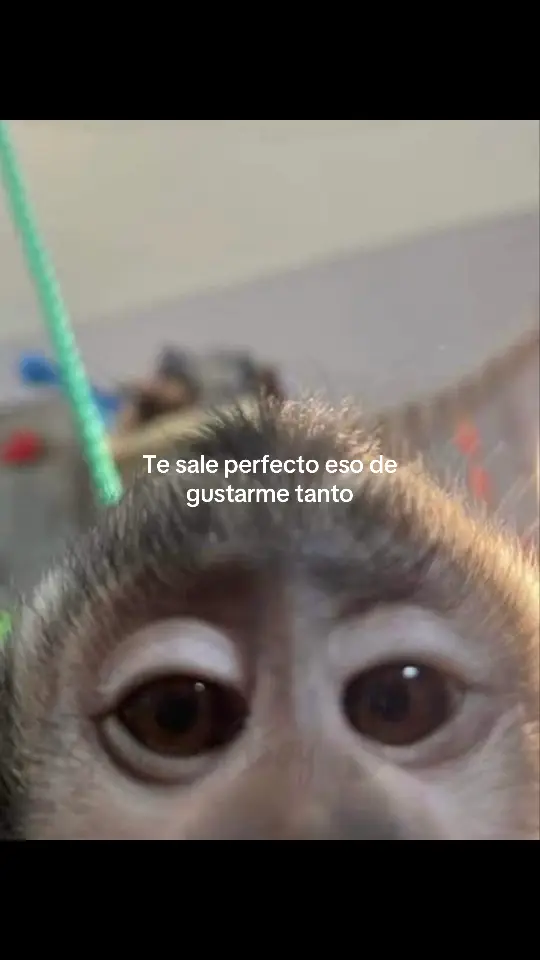 #fyp #foryou #parati #tiktok #monkey 