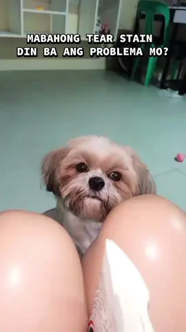 Thanks to #drshibafunctionaldogsnacks napansin ko talaga yung improvement ng tear stain nya after few months🥰  #drshiba #drshibahappytummy #fyp #fypシ #fypage #fypviralシ #furbaby #funnyvideos #dogsoftiktok #furfriends #doglovers #dogmom #dogmomlife #trend #shihtzusoftiktok #dog #doglife 