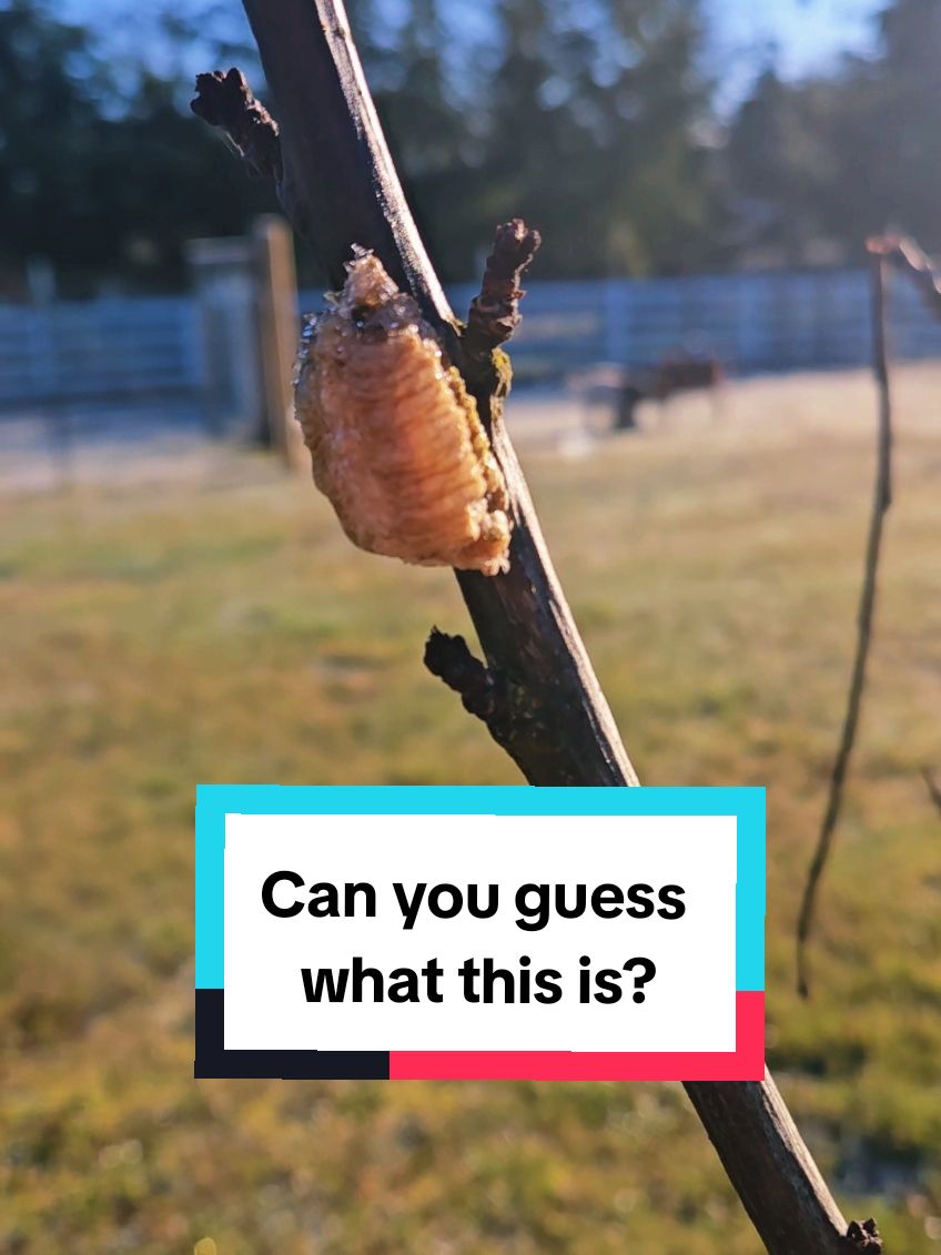 Can you guess what I found on my fruit trees? There are lots of insects that are beneficial to a garden and/or orchard, and the Praying Mantis is definitely towards the top of the list! I'm thrilled to see that we should have a healthy population this year! #prayingmantis #garden #orchard #beneficialinsects #gardenfriends #january #homestead #winter #eggsac #bugs #bugsarecool #gardencommunity #farm #countrylife #minifarm #microfarm #acreage #growyourownfood #wintergardening 