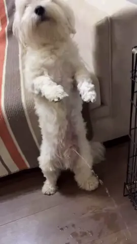 #fyp #dogs #funnydogs #viralvideo #tiktokviral #fypシ゚viral #piss 